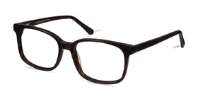 Claudia--Brown Tortoise