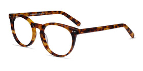 Morning--Warm Tortoise