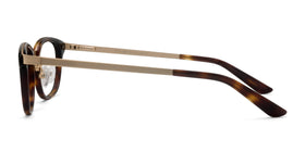 First Light--Tortoise